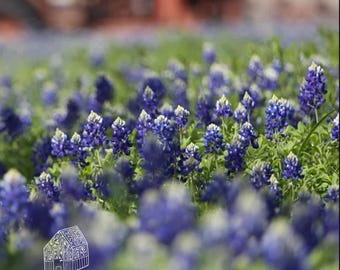 Heirloom Texas Bluebonnet Seeds (Blue) – 20 Seeds – Native Wildflower – Lupinus texensis – Pollinator Garden – Deer Resistant
