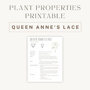 Queen Anne's Lace Herbal Printable - Gedetailleerde plantengids & gebruik - Grafiek van spirituele helende eigenschappen - Botanische PDF - Direct downloaden