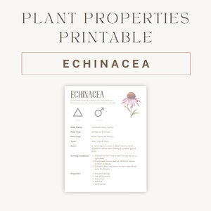 Echinacea Herbal Printable - Detailed Plant Guide & Uses - Spiritual Healing Properties Chart - Botanical Reference PDF - Instant Download
