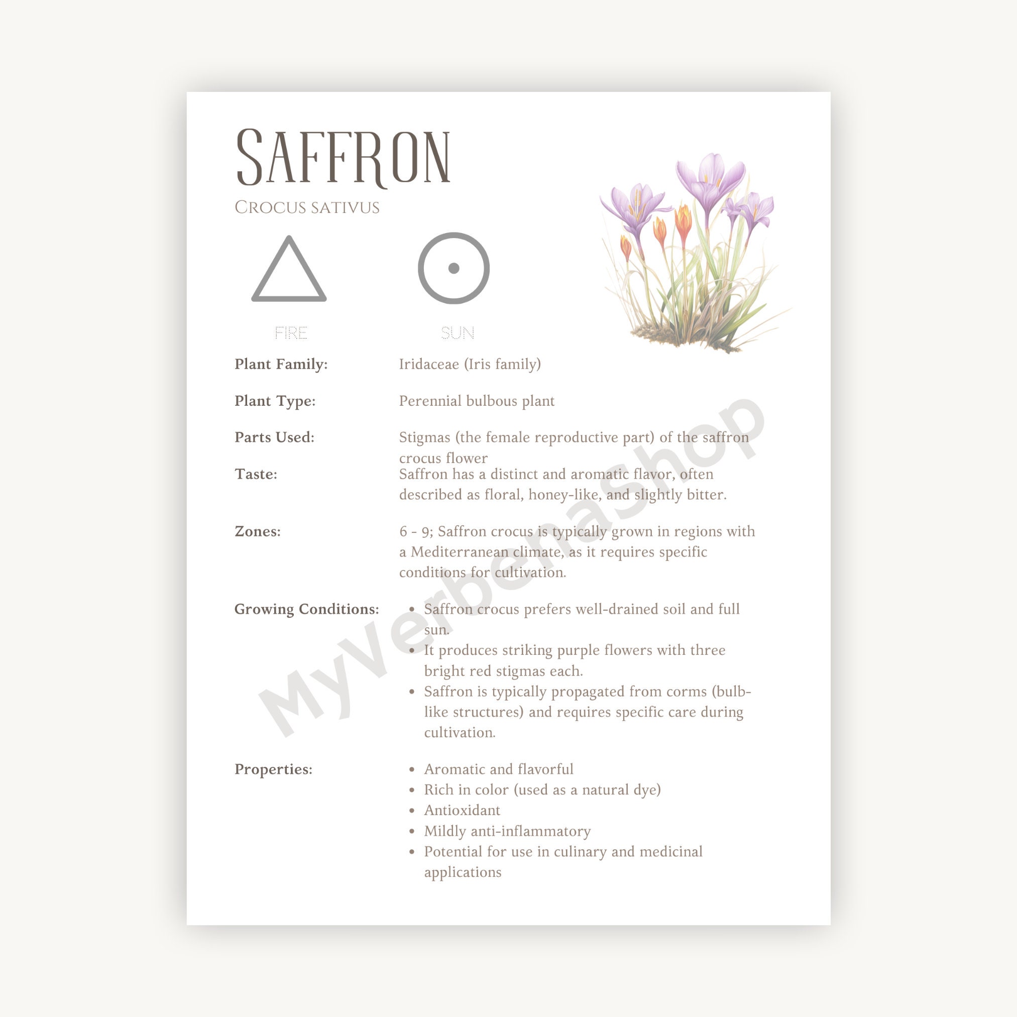 Saffron Herbal Printable Detailed Plant Guide & Uses Spiritual Healing