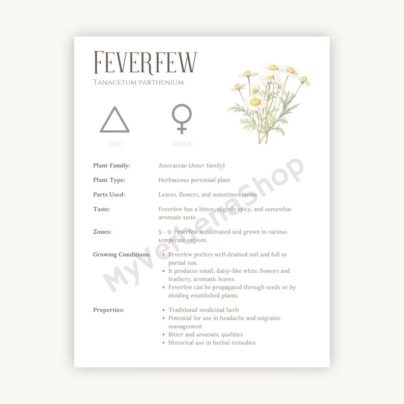 Feverfew Herbal Printable Detailed Plant Guide & Uses Spiritual Healing