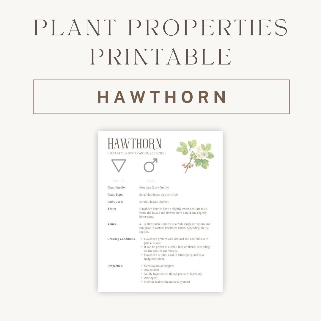 Hawthorn Herbal Printable Detailed Plant Guide & Uses Spiritual Healing Properties Chart