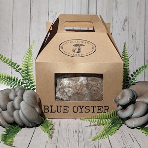 Organic Blue Oyster Mushroom Grow Kit - 10lbs.
