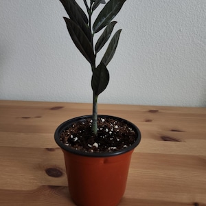 May include: A small potted plant with dark green leaves and a reddish-brown pot. The plant has several long, slender leaves and a single stem. The pot is filled with soil and small white pebbles. The plant is sitting on a wooden surface.