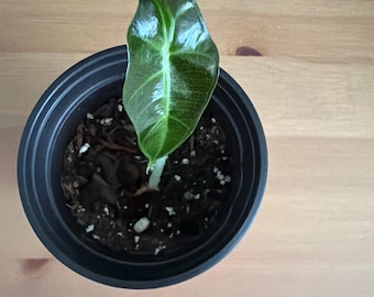 Alocasia Polly in 4" Pot