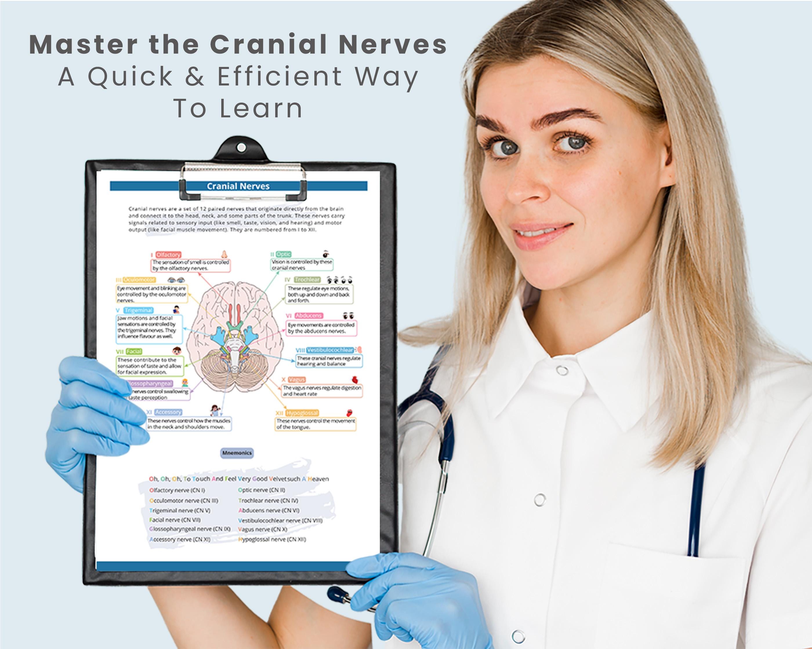 Cranial Nerves Sheet for Nursing Assessment | Cranial Nerves Cheat ...