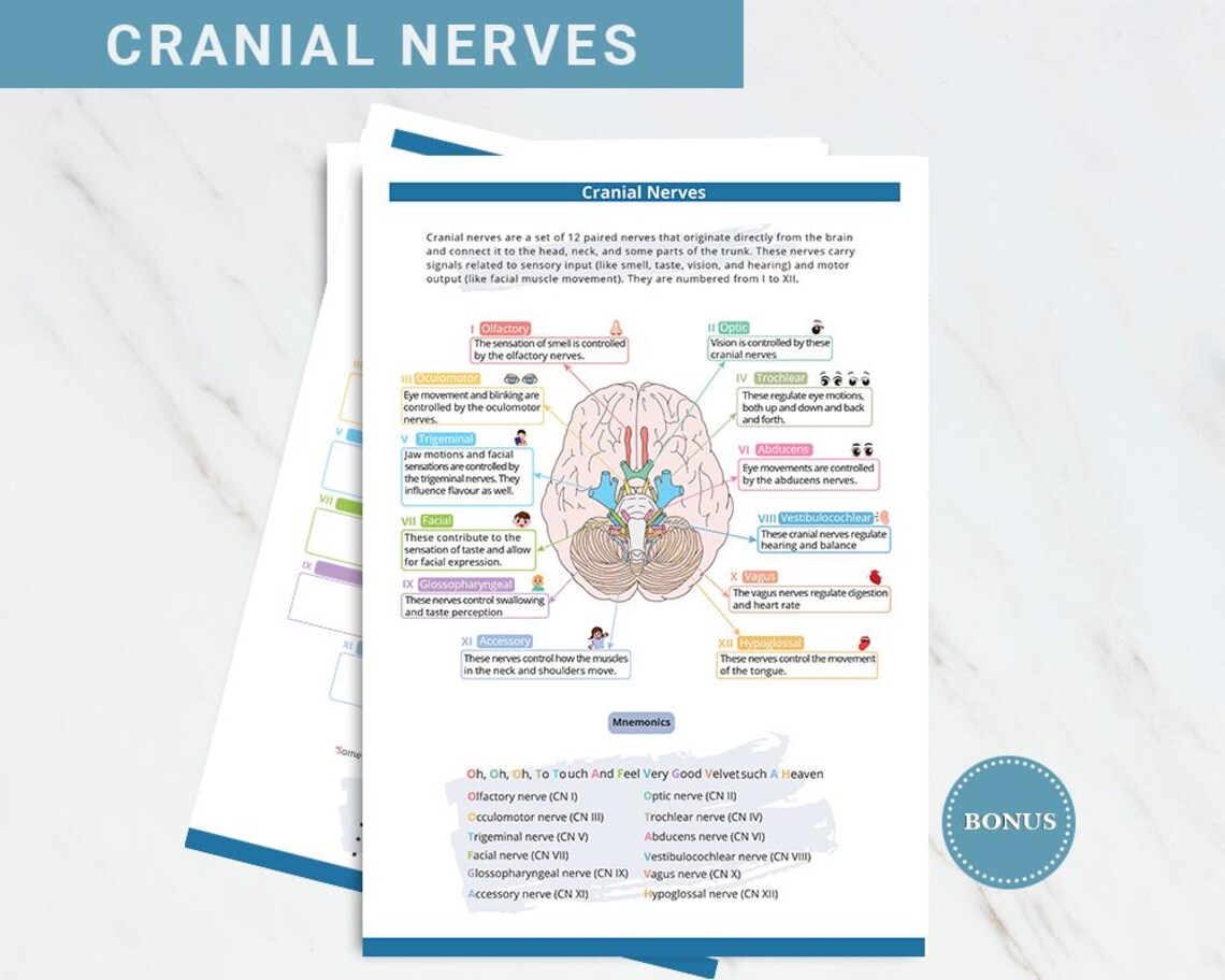 Cranial Nerves Sheet for Nursing Assessment | Cranial Nerves Cheat ...