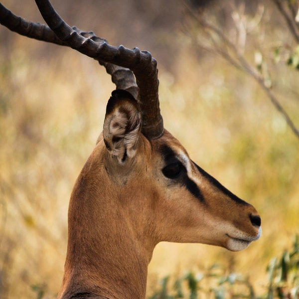 Fotografie, Tier Wildlife, Antilope Springbock in der Savanne, Afrika, Fotodruck, Wanddekoration