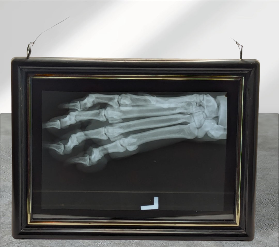 Dog Paw Xray Picture Frame Window Art Pet Gifts Etsy