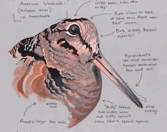 May include: A detailed illustration of an American Woodcock, a bird with a long, slender beak and a distinctive buffy-brown plumage. The illustration includes handwritten notes about the bird's unique features, such as its upside-down brain, its rynchokinetic beak, and its large eyes.