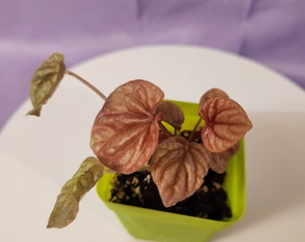 Peperomia Quito