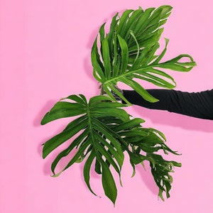 Monstera Pinnatipartita