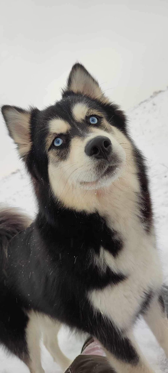 Nature and Hasky - Etsy