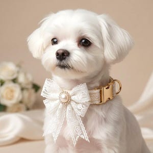 May include: A small, white dog wearing a cream-colored collar with a gold buckle and a white lace bow. The bow features a pearl-like center. The dog has dark eyes and a black nose. The background is a soft, neutral color.