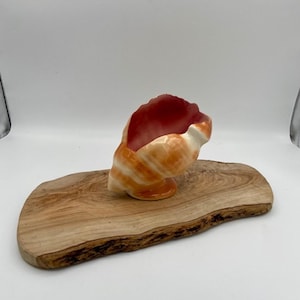Könnte beinhalten: Eine dekorative Muschel mit orangefarbenen und weißen Streifen und einem tiefroten Innenraum. Die Muschel befindet sich auf einem Servierbrett aus Naturholz, das eine rustikale Ästhetik zeigt. Das Brett hat eine einzigartige, organische Form.