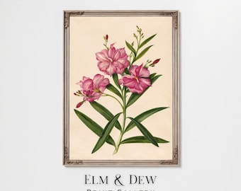 Pink Oleander Botanical Print, Vintage Floral Wall Art, Antique Flower Illustration, Cottage Garden Decor, Printable Digital Download