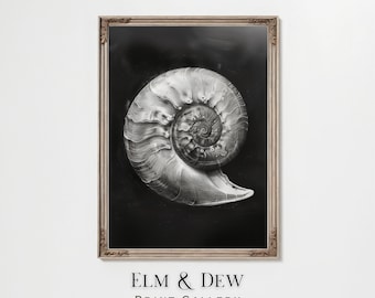 Può includere: Una fotografia in bianco e nero di una conchiglia di nautilus in una stampa incorniciata. La conchiglia è il soggetto principale dell'immagine ed è posizionata su uno sfondo nero. La stampa è incorniciata in una cornice semplice e decorata.