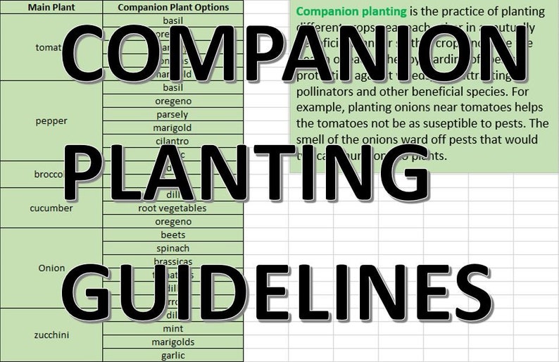 May include: A green and white chart with the title "Companion Planting Guidelines". The chart lists different plants and their companion plants, such as tomatoes with basil, oregano, parsley, marigold, and cilantro.