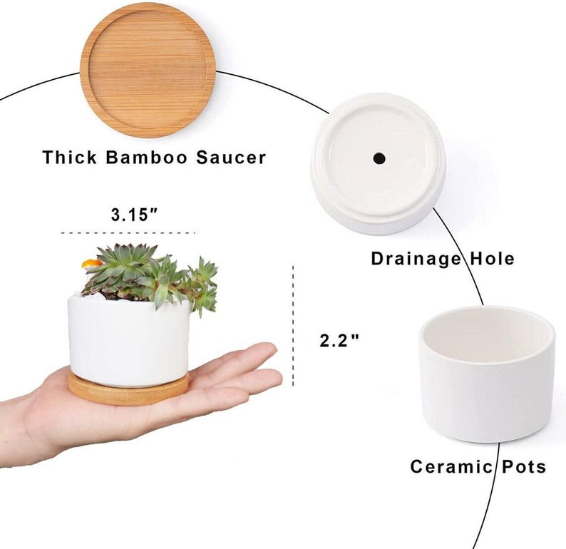 May include: A white ceramic pot with a succulent plant, sitting on a bamboo saucer. The pot is 3.15 inches wide and 2.2 inches tall. The image also shows a bamboo saucer and a pot with a drainage hole.