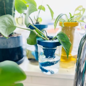 May include: A close-up of a plant with green leaves growing in a clear glass jar with a blue plastic ring around the top. The jar is filled with water and the plant's roots are visible. The plant is sitting on a white surface.