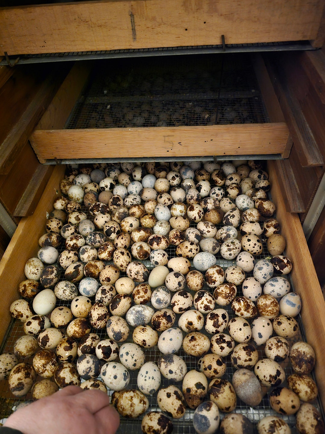 12 Jumbo Brown Coturnix Quail Eggs see Description - Etsy