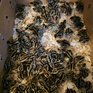 12 Jumbo Brown Coturnix Quail Eggs see Description - Etsy