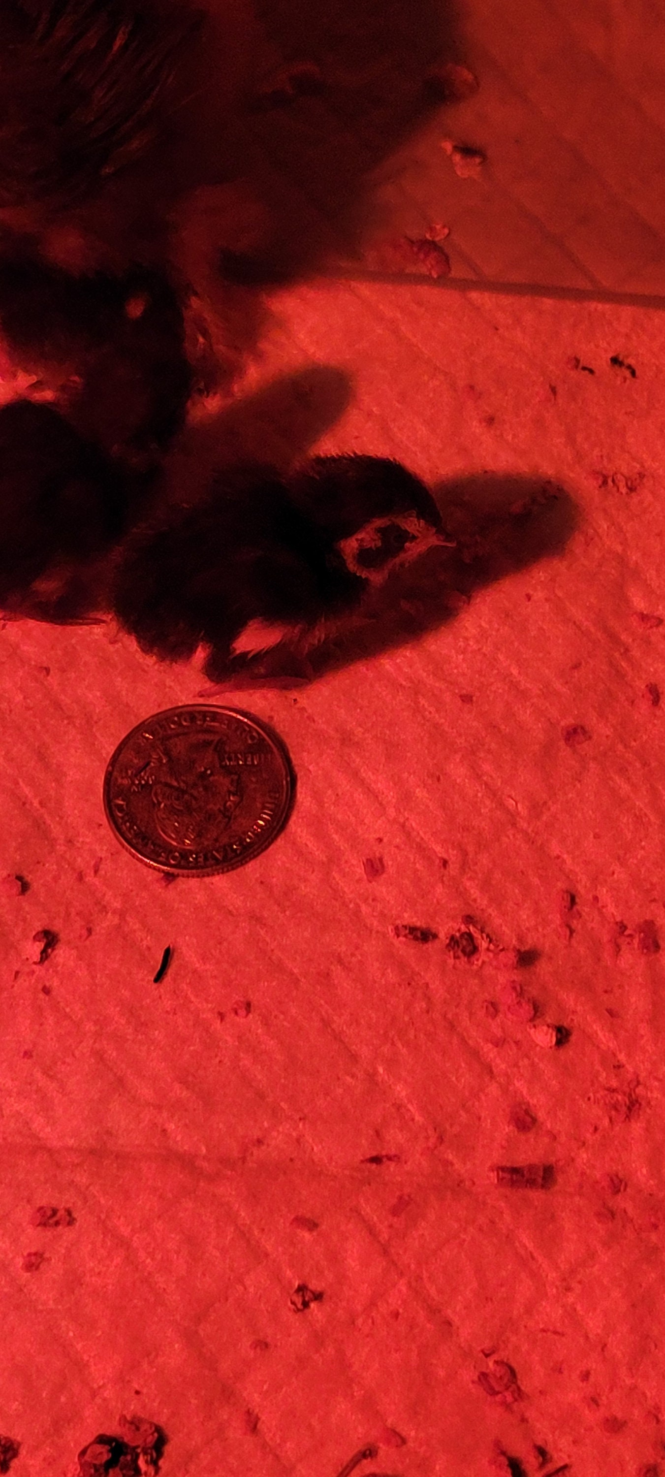 10 Button king Quail Eggs see Description - Etsy