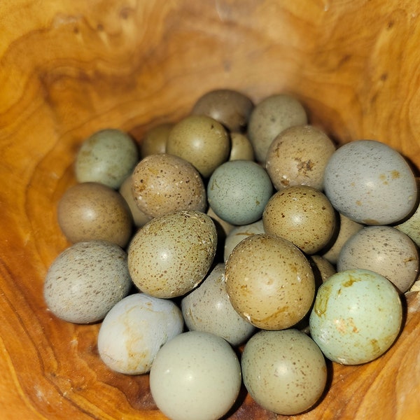 10+ Button (King) quail eggs (see description)