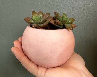 3” (BLUSH) Modern sphere concrete planter with drainage hole