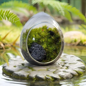 Glass Terrarium Decor Kit
