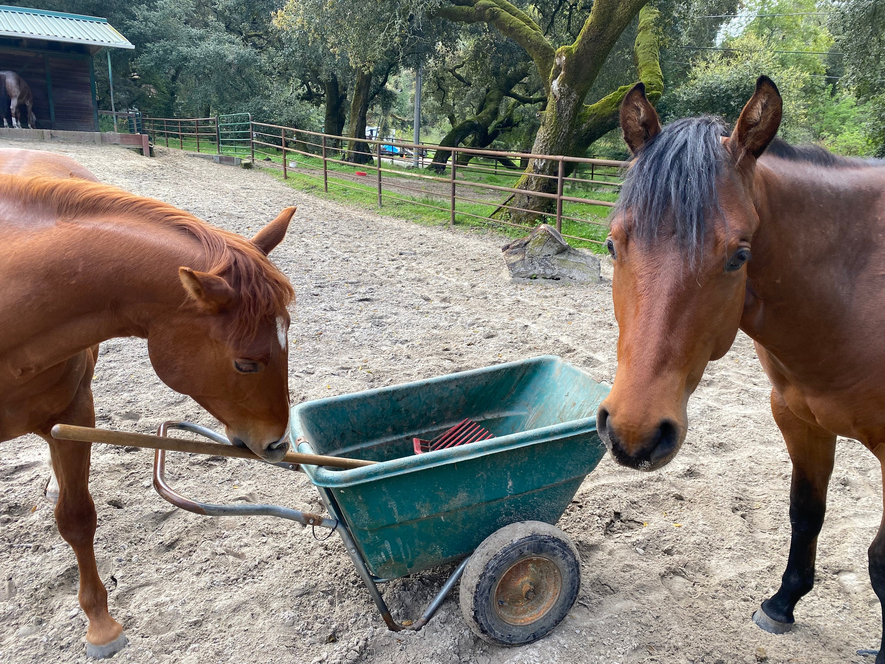 Organic Horse Manure Compost, Gardening, Soil Amendment, Fertilizer