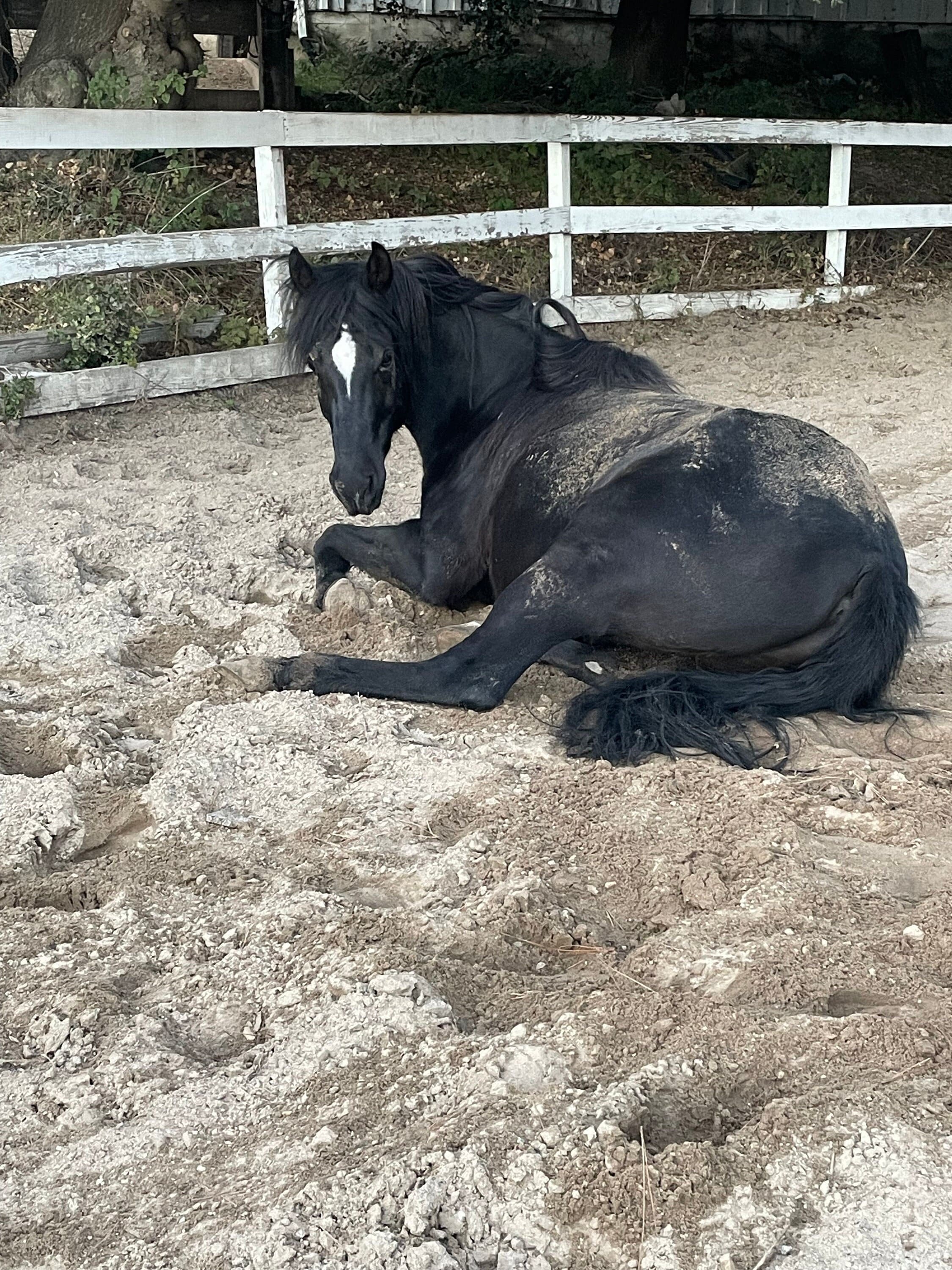 Organic Horse Manure Compost, Gardening, Soil Amendment, Fertilizer