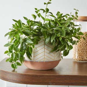 May include: A potted plant with vibrant green leaves cascading over the sides. The ceramic pot features a white and gold chevron pattern on the upper portion and a terracotta-colored base. The plant is on a wooden shelf.
