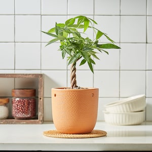 May include: A Money Tree plant in a textured orange pot, set on a woven mat. The plant has a braided trunk and vibrant green leaves. The pot has two small holes on the sides. The background features white square tiles.