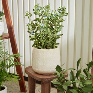 May include: A potted plant with green leaves and small light blue flowers in a cream-colored ceramic pot. The pot features a subtle horizontal textured pattern around its exterior. The plant is positioned upright with multiple stems.