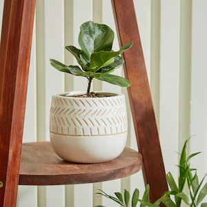 May include: A small potted Fiddle Leaf Fig plant in a white ceramic pot with a geometric design. The pot sits on a wooden shelf, part of a brown wooden plant stand. The plant has large, green leaves.