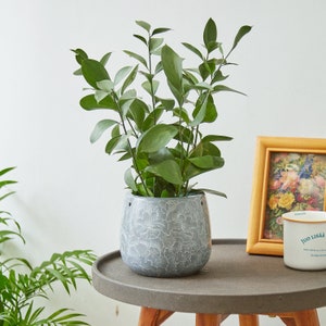 Gray Cute Planter - Plant Lover Gift, Unique Planter, Indoor Planter, Small Flower Pot, Art Decor, Ceramic Pot with Drainage Hole