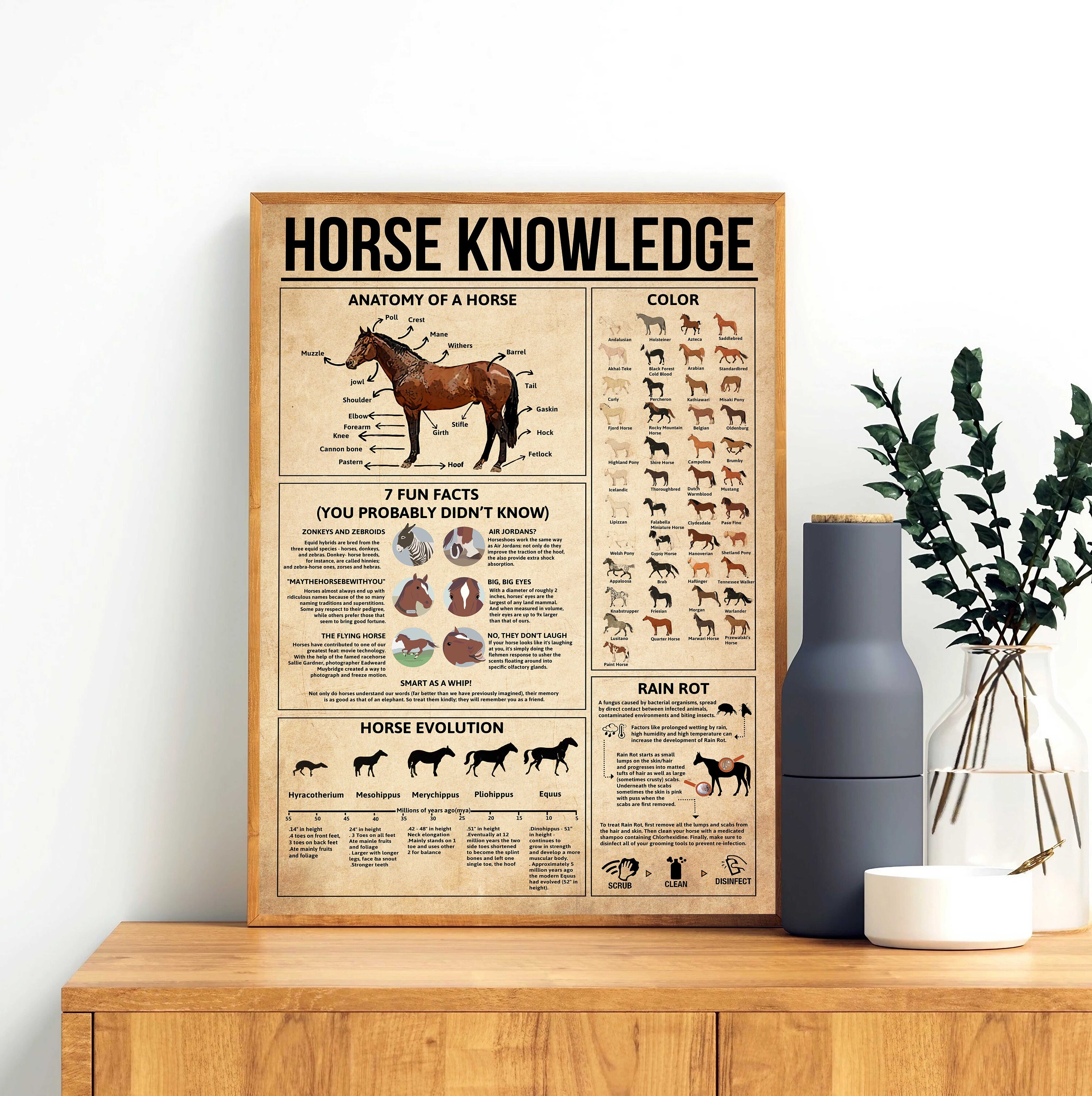 Horse Knowledge Vintage Poster, Anatomy of A Horse Art, Horse Knowledge