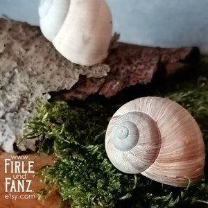 Könnte beinhalten: Zwei Schneckenhäuser mit Spiralmustern, eines auf einem Stück Rinde und das andere auf grünem Moos. Die Muscheln sind hellbeige mit einem Hauch von Blau in der Mitte. Das Bild enthält den Text "www. Firle und Fanz etsy.com".