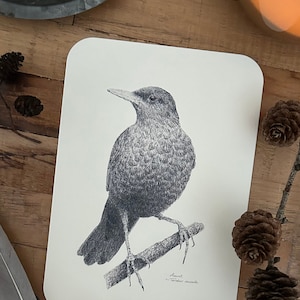 Postkarte Vogel Amsel Zeichnung