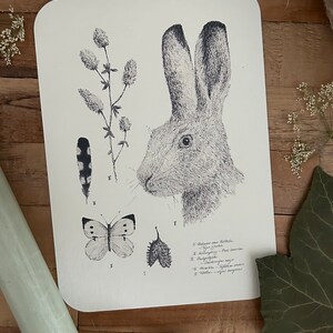 Postkarte Naturzeichnung Hase Feder Schmetterling
