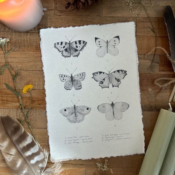Schmetterlinge Zeichnung auf Büttenpapier A5