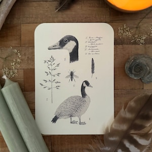 Postkarte Wildgänse