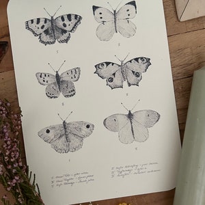 Postkarte Naturzeichnung Schmetterlinge
