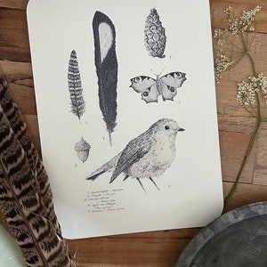 Postkarte Naturzeichnung Vogel Feder Schmetterling