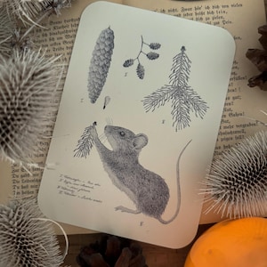 Waldpostkarte Maus