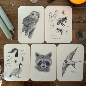 Waldpostkarten-Set (Eule, Bienen, Schwalbe, Gänse, Waschbär)