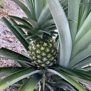 Może przedstawiać: Zielony, rozwijający się owoc ananasa rosnący w centrum kolczastej rośliny o długich liściach. Ananas ma teksturowaną, segmentowaną powierzchnię z ostrymi, spiczastymi liśćmi rozchodzącymi się od podstawy i wierzchołka owocu.