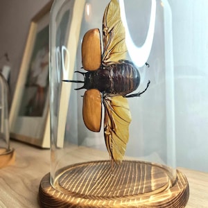 True Beetles (Europatorus Gracilicornis) Naturalized Under Globe