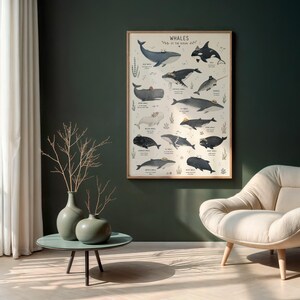 Whale Species Chart Art Print, Educational Ocean Poster, Bathroom Kids Room Decor image 4